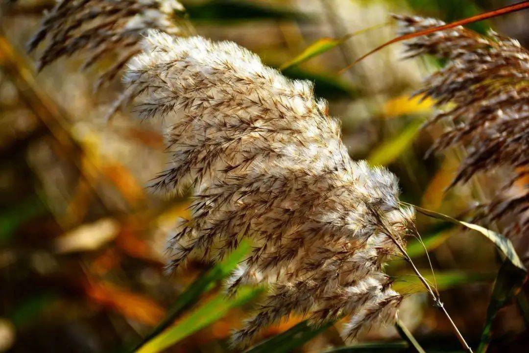 中国诗歌成就了蒹葭,成就了芦荻,反过来,这种美好的植物,也成就了诗人