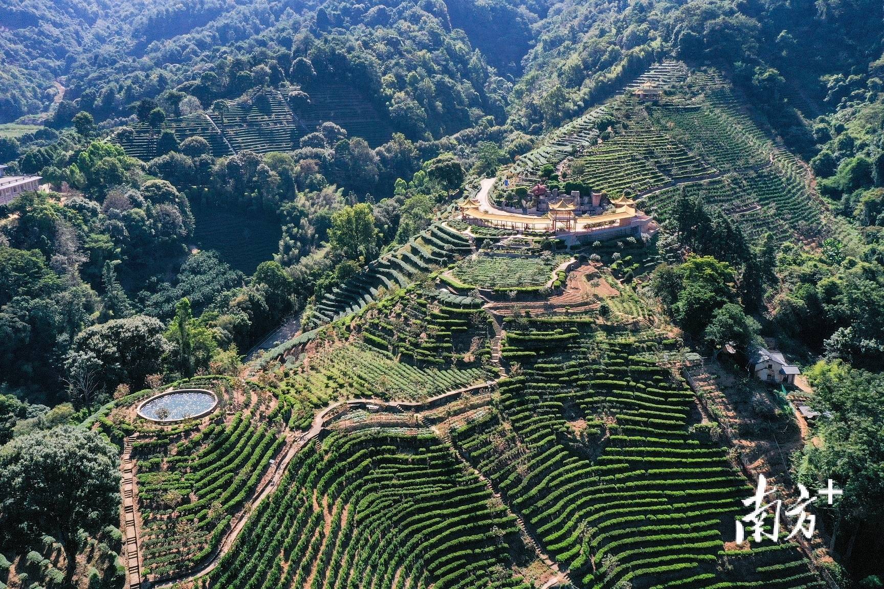 阴那山茶图片