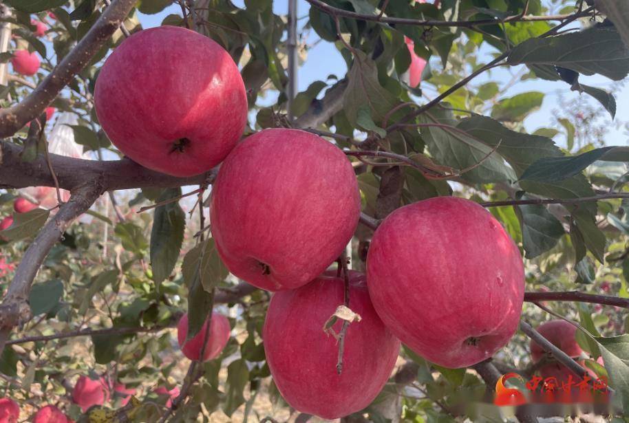 灵台:苹果飘香丰收忙_瑞阳_果园_瑞雪
