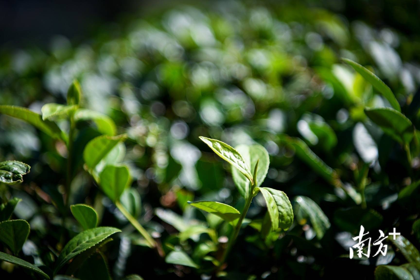 阴那山茶图片