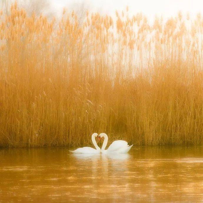 声声慢 61 天鹅之死_圣桑_音乐_法国