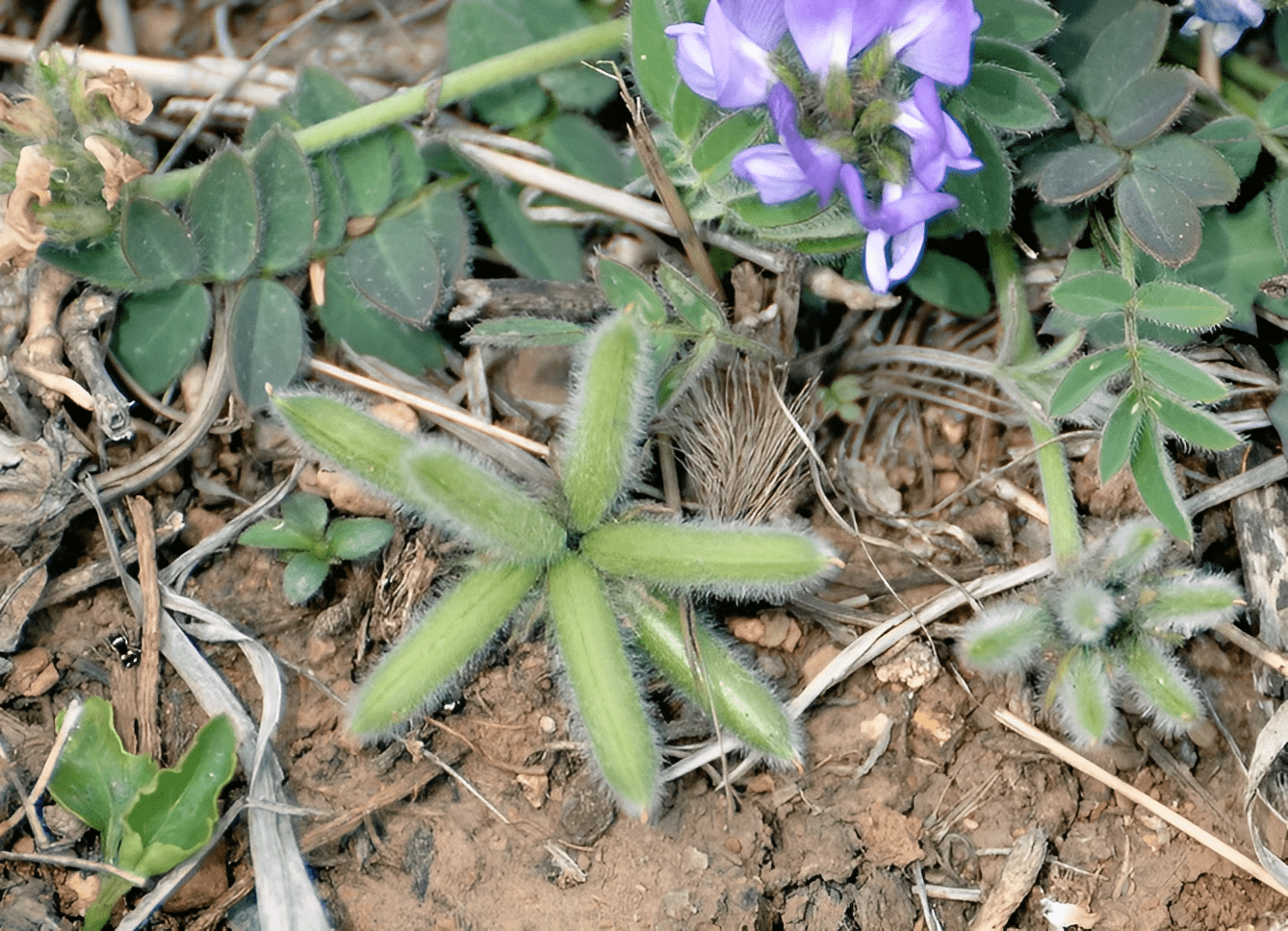 许多花友应该也听到过一句俗语"米布袋,面布袋,过了麦,换过来",这是
