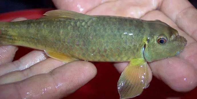 这是什么鱼,老人说这鱼长不大,本地人叫"墨鱼"_苏东坡_岩石_褐色