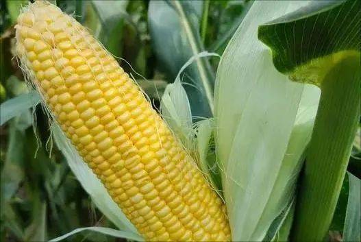 玉米生长的背后是一个复杂多变"单元格"!_植株_授粉_幼苗