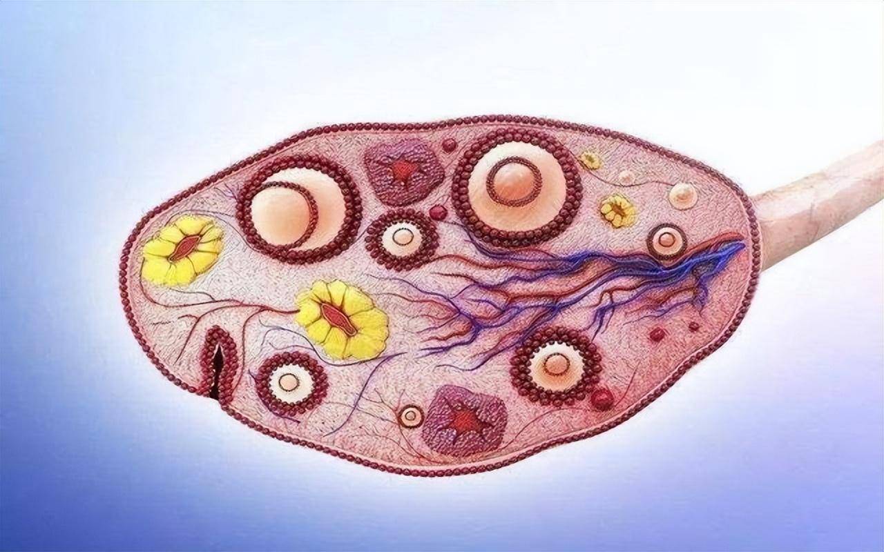 一个夜班接了3个急诊,都是黄体破裂,黄体是什么?