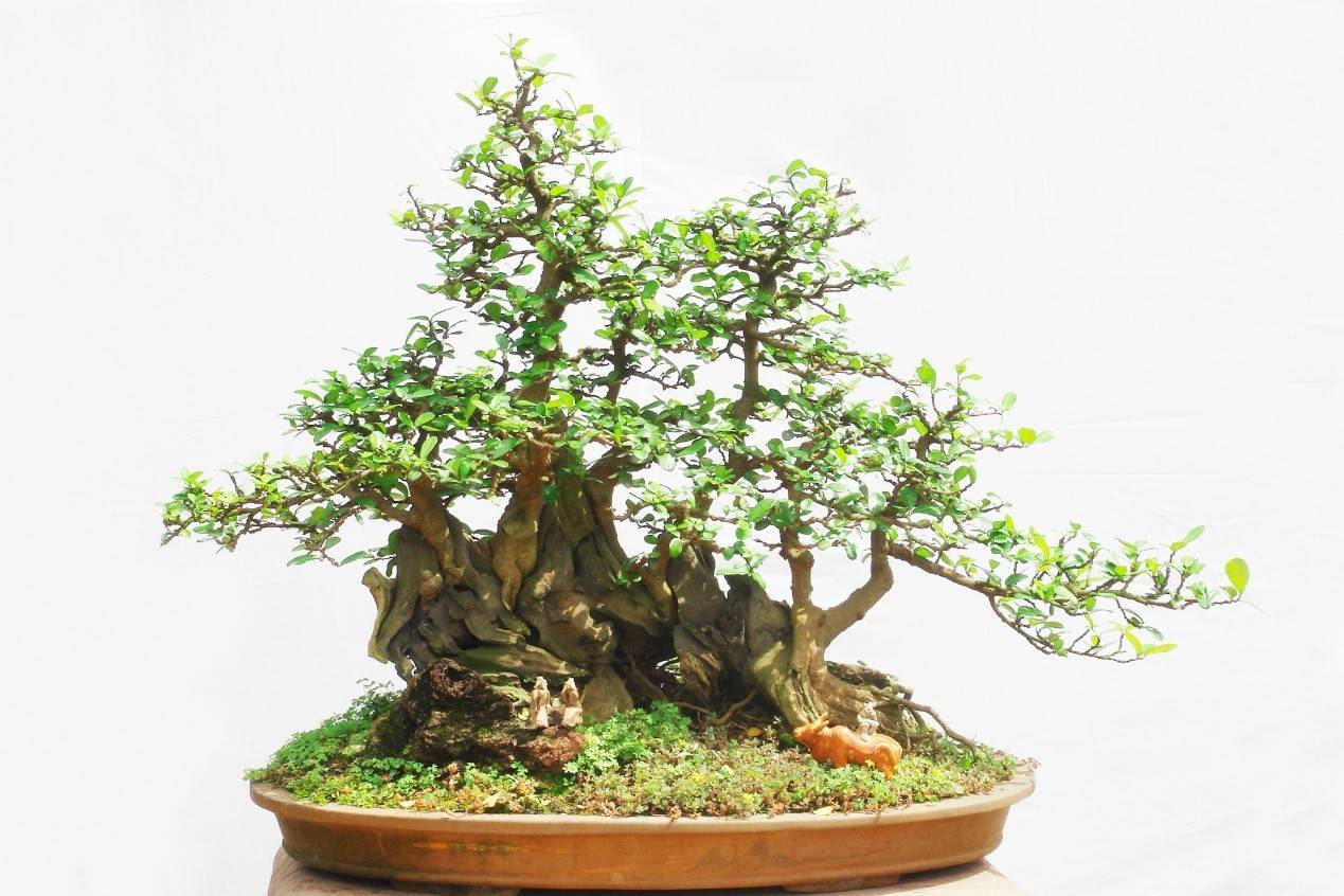 《人民代表报》胡庆魁文化艺术专版_海南省纪委_博兰_树种