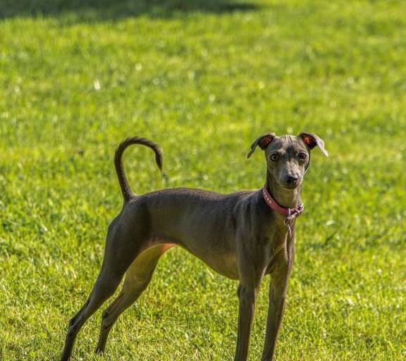 马雷马牧羊犬这种狗是一种大型狗,在外形上看这种狗其实是有着非常
