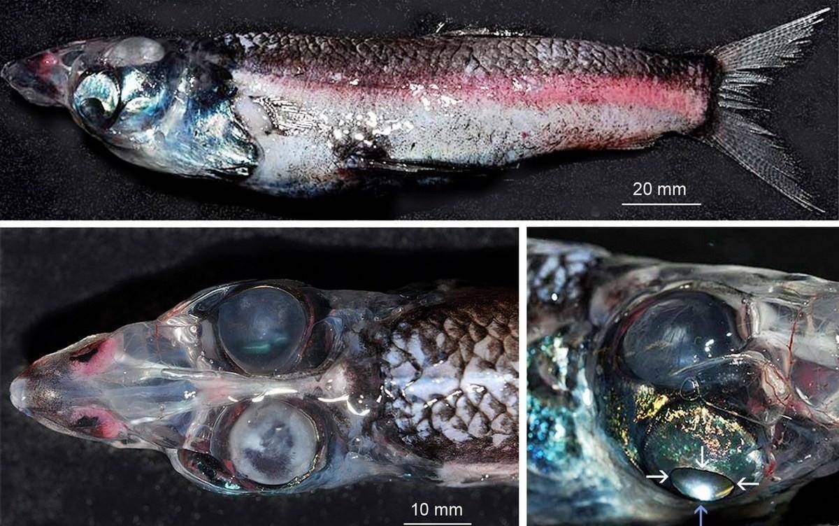 海洋里的6种丑八怪鱼,有一种鱼"脸都没有",看完长见识了_翻车鱼_因为