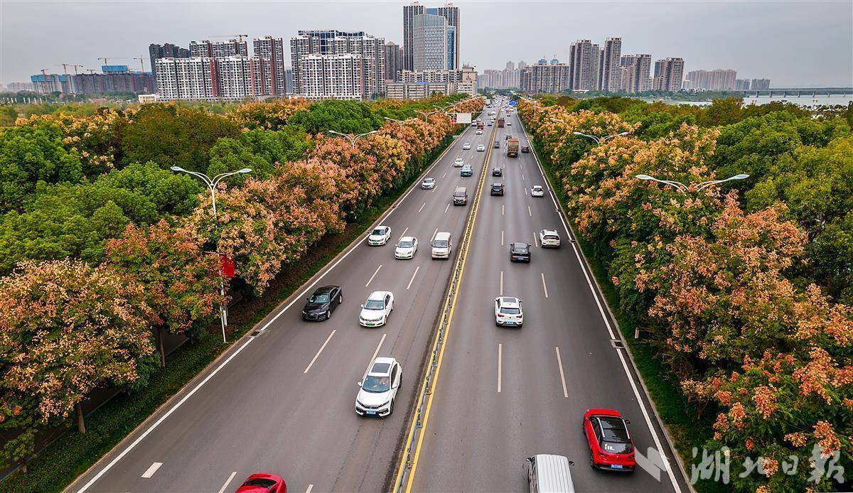 栾树果实扮出淡红色大道_武汉_树种_在线
