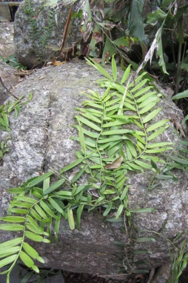 植物寄生关系图片