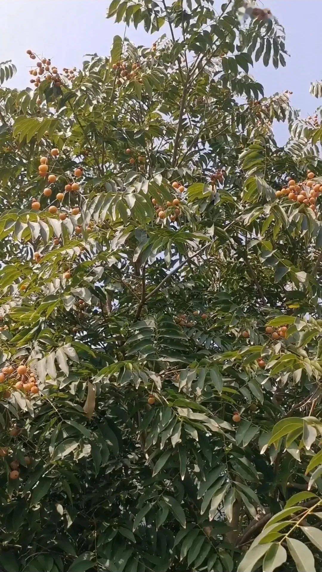 网友_肥皂_洗衣服