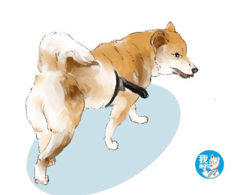 柴犬身上插着把刀流着血,路人想去救助,蹲下瞧了一眼却默默走了 柴犬身上插着把刀流着血,路人想去救助,蹲下瞧了一眼却默默走了