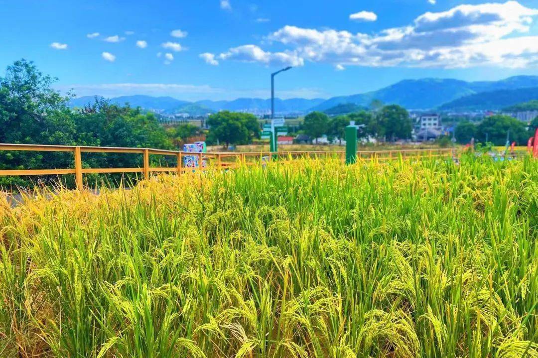 活動_稻草_燒烤