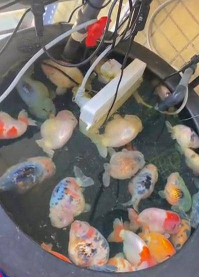 电排插掉进水里，26条金鱼全煮熟了