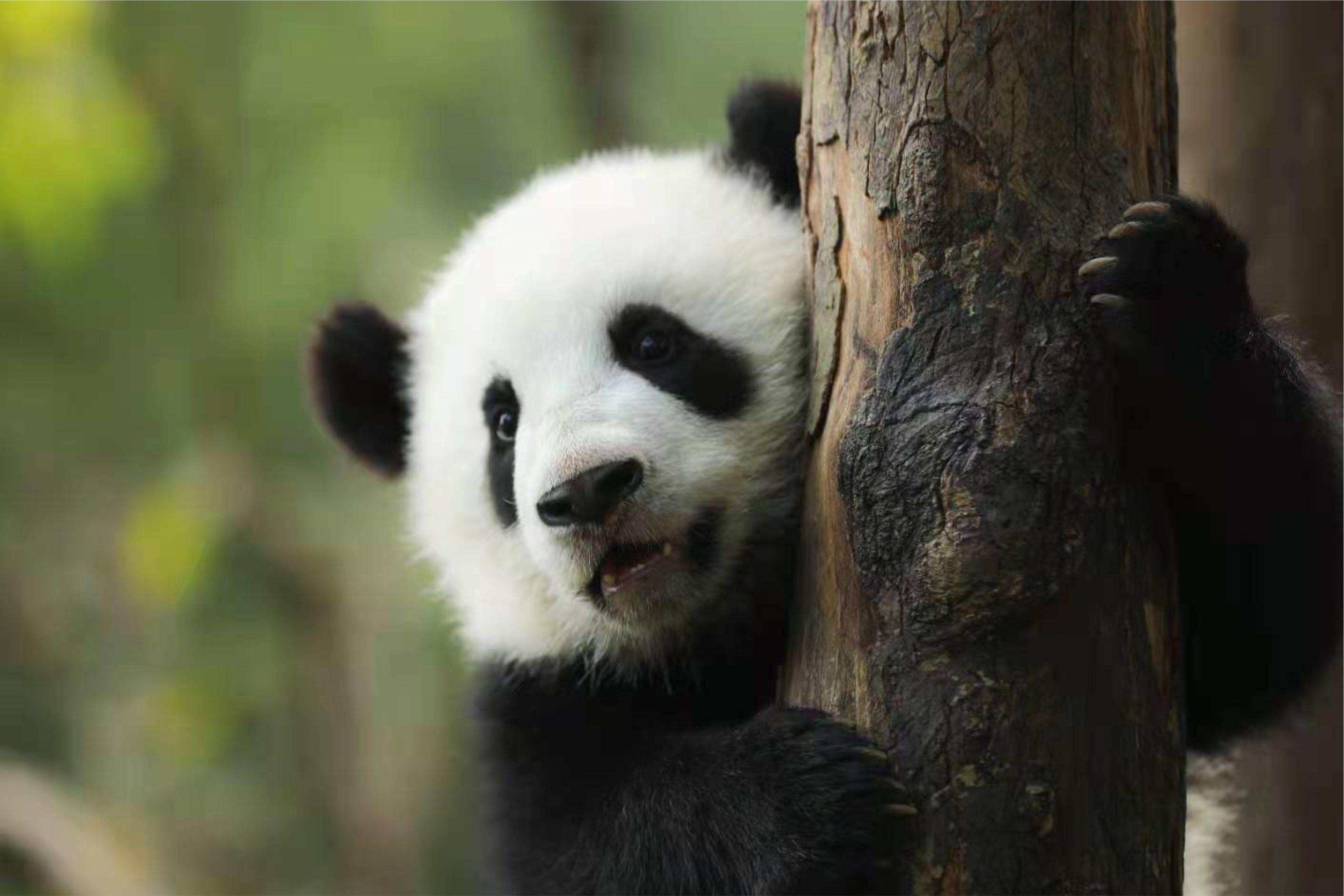 成都大熊猫国家公园品牌形象宣传及生态价值转化活动开启_保护_社区