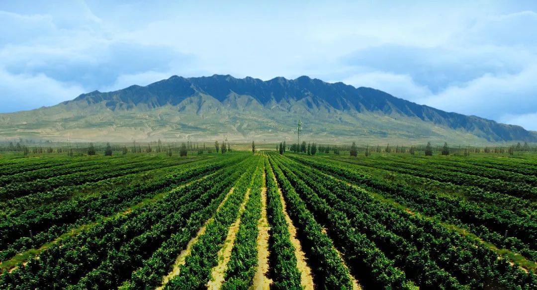 携手1802尚品荟,宁夏红寺堡产区绽放蓉城_酒庄_中国_人士