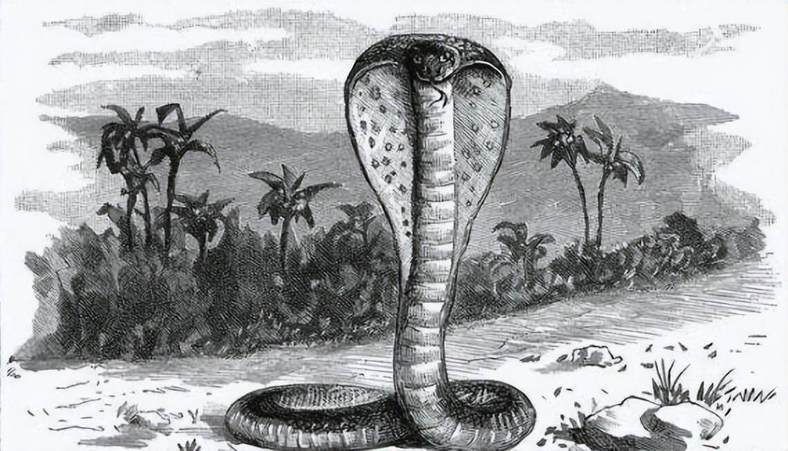 四川一中学现2.5米长眼镜王蛇，你知道吗?？眼镜王蛇其实是四种蛇