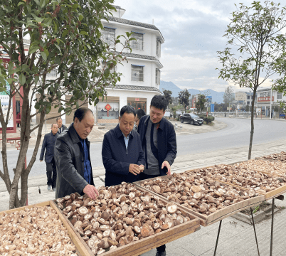 内乡县七里坪乡:小香菇成就大产业,撑起乡村振兴"致富伞"_发展_扶贫