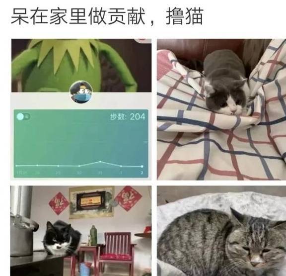 在家隔离的第20天，我的猫“秃”了……