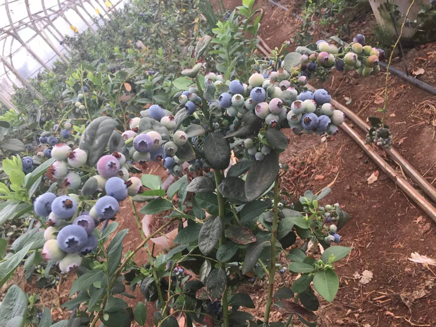 奥尼尔蓝莓授粉图片