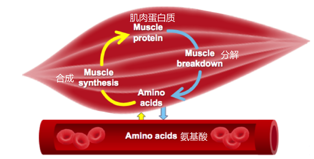 肌蛋白示意图图片