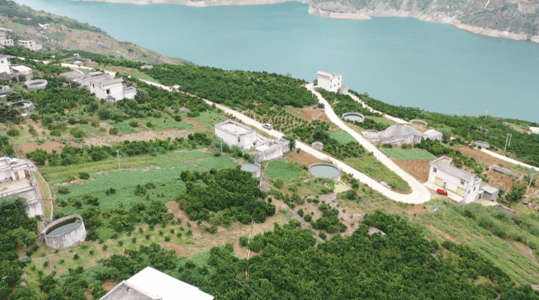 永善县务基镇白胜村:"一村一品"脐橙产业 助力乡村振兴_种植_群众