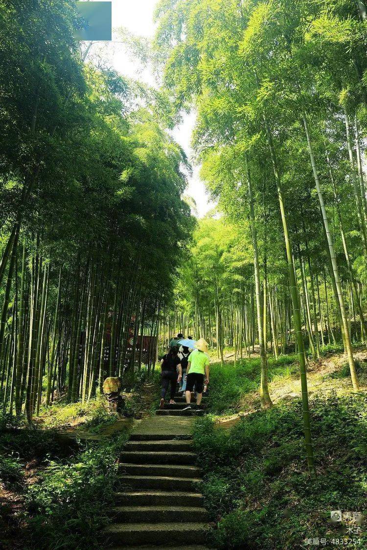 电影《藏龙卧虎》拍摄地,安吉中国大竹海_竹林_竹子_毛竹