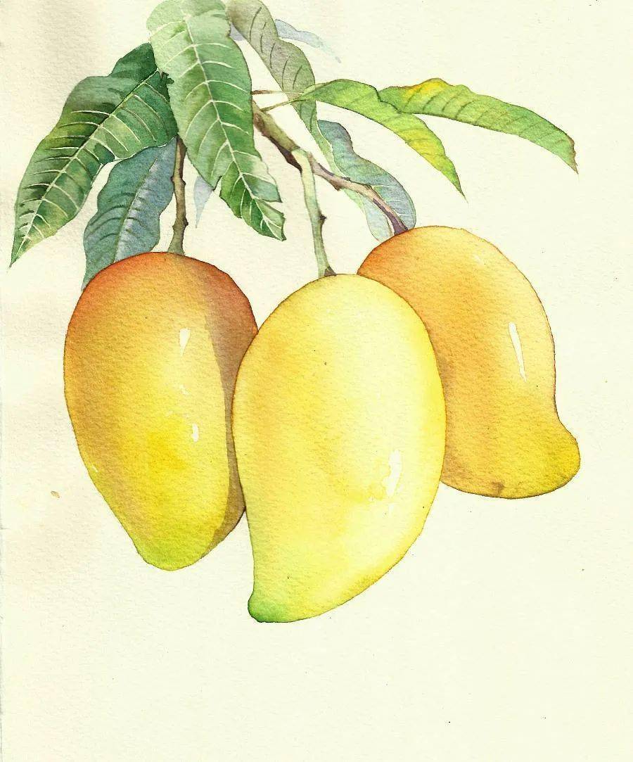 喜欢画蔬菜水果的小伙伴很多,所以今天特意找了一些相对比较简单的