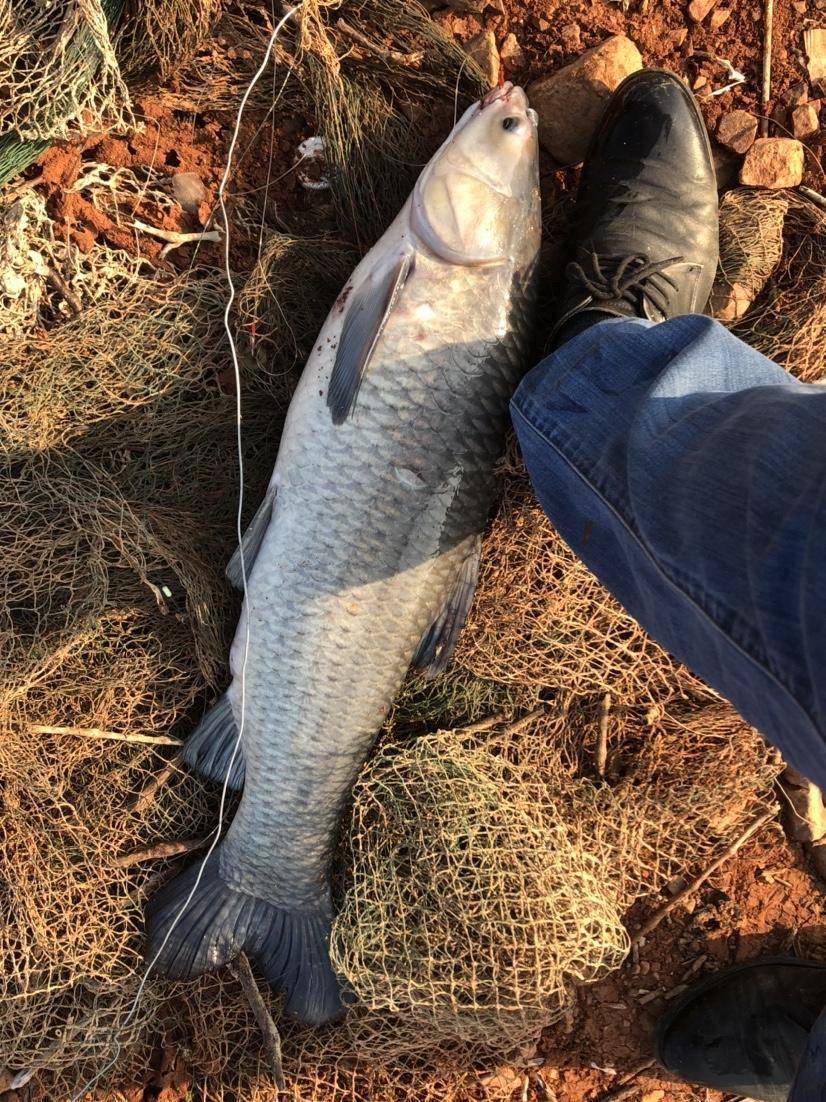 「大物線組」逐鹿巨物連拔大青_鯉魚_青魚_水庫