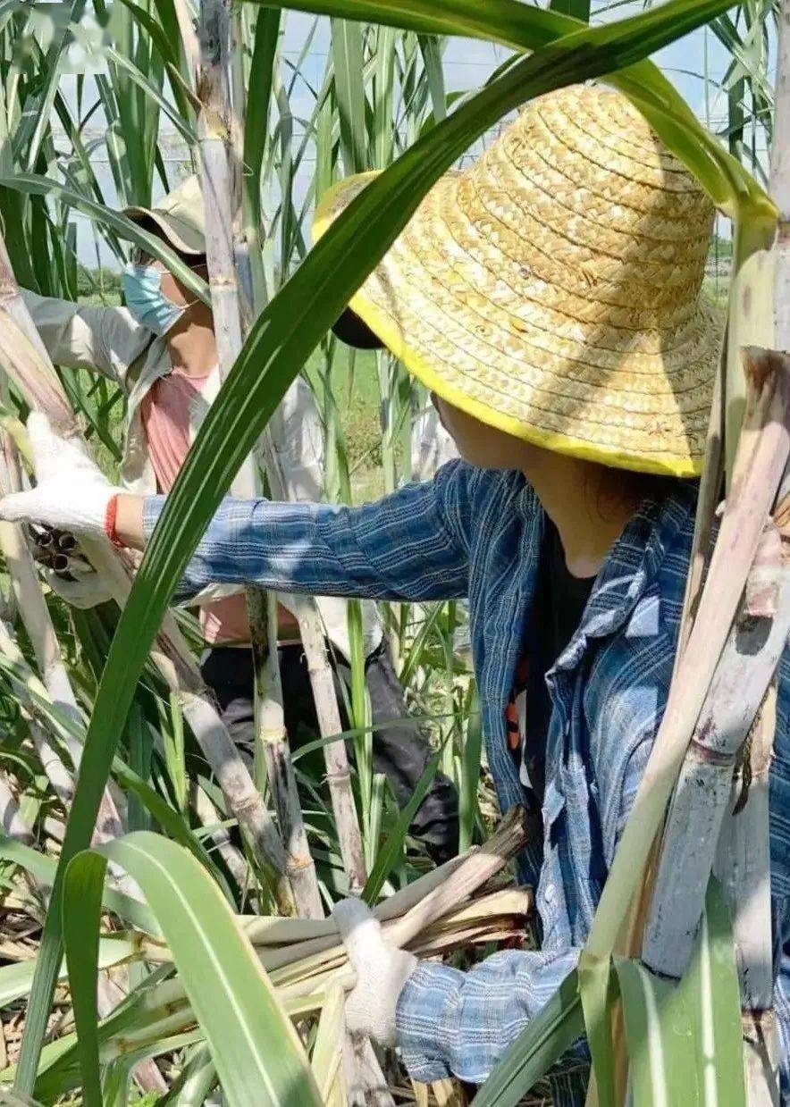 日田园小农夫,挖红薯/打糍粑/割水稻,体验丰收大作战,周六一起去撒野!