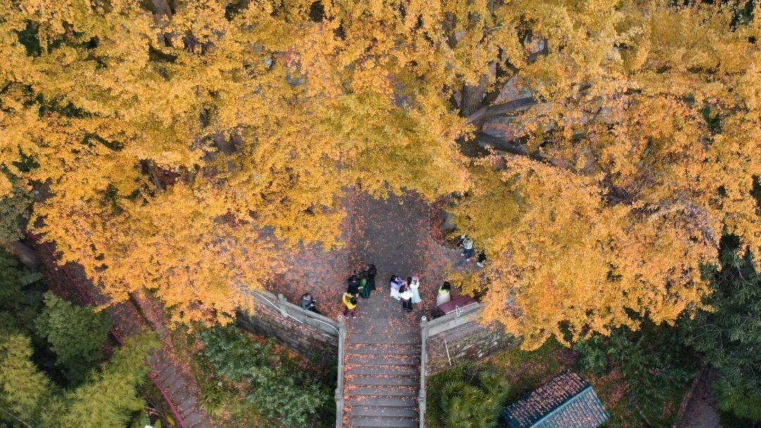 每年深秋,铜梁人必打卡的游览地——巴岳山慧光寺.