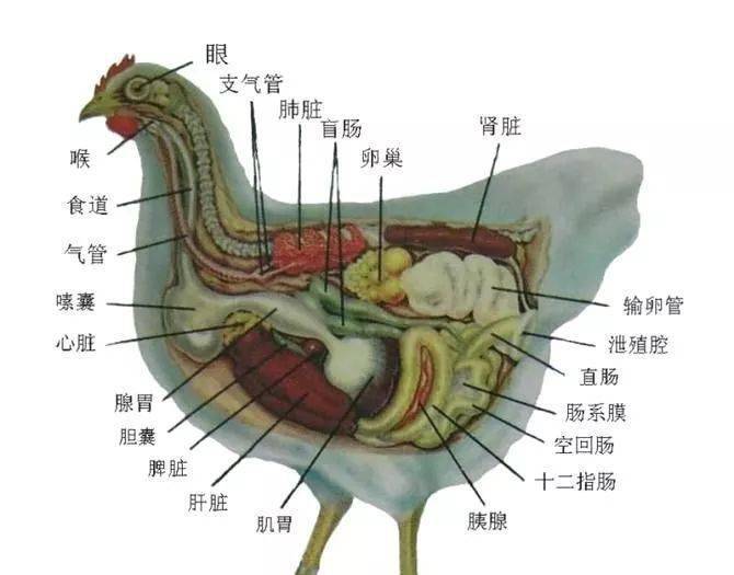 家禽解剖诊断技术及流程详解