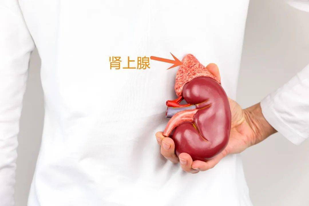 肾上腺在人体的位置图图片
