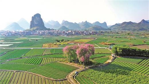 秋日"春色"_柳江_颜篁_三都镇