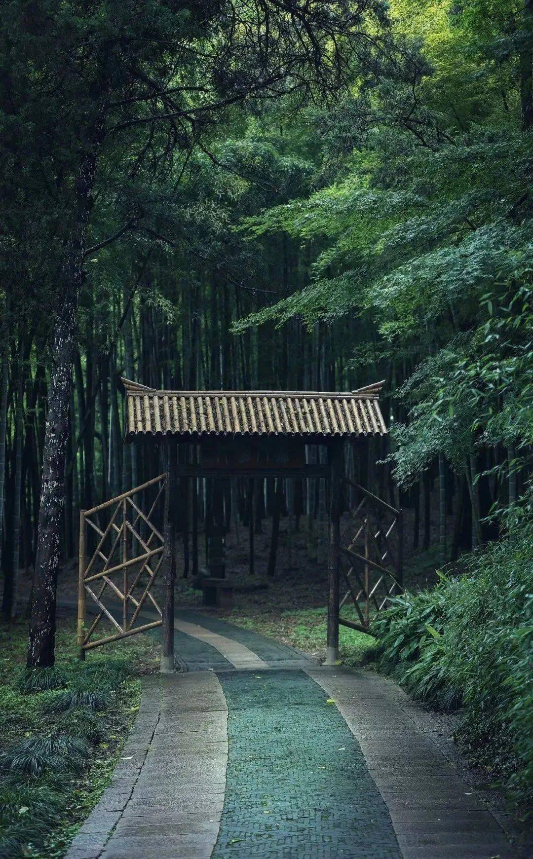 竹,最高境界的风骨_竹子_气节_竹林