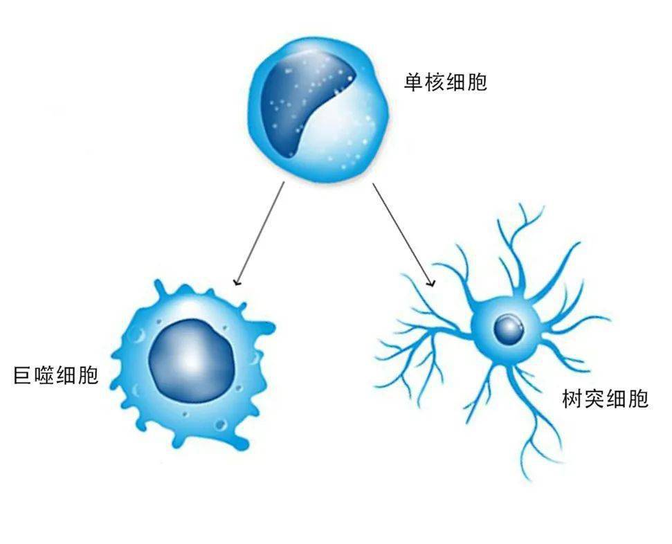 树突状细胞卡通图图片