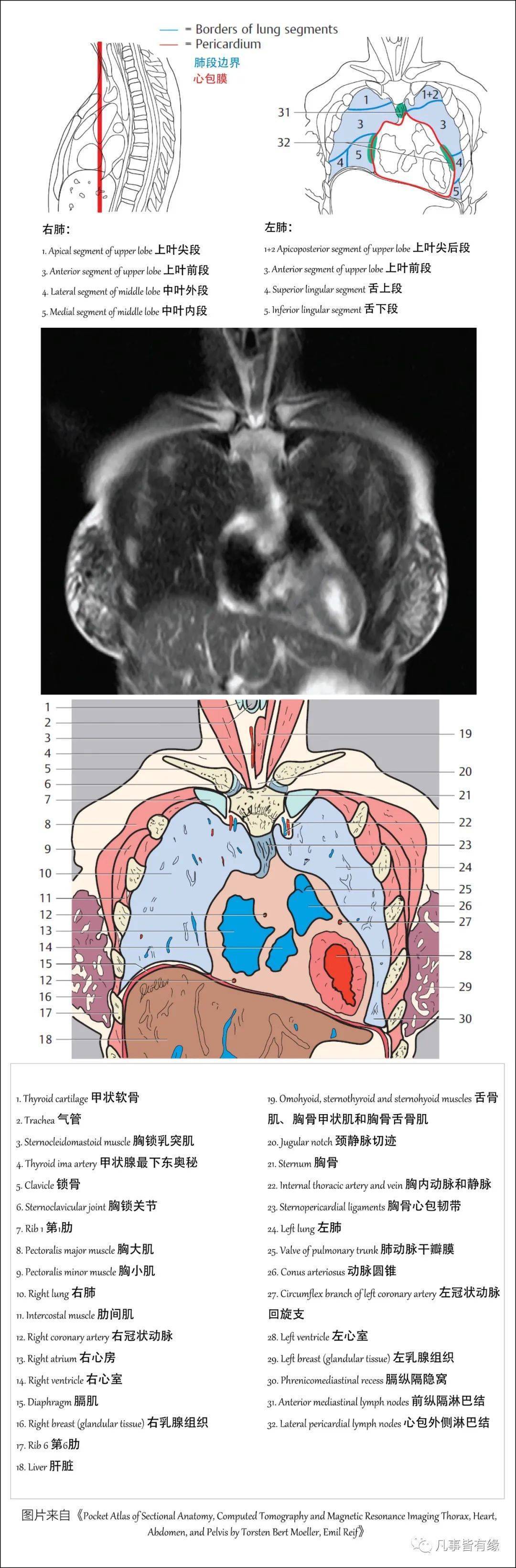【保藏】胸部的断层剖解