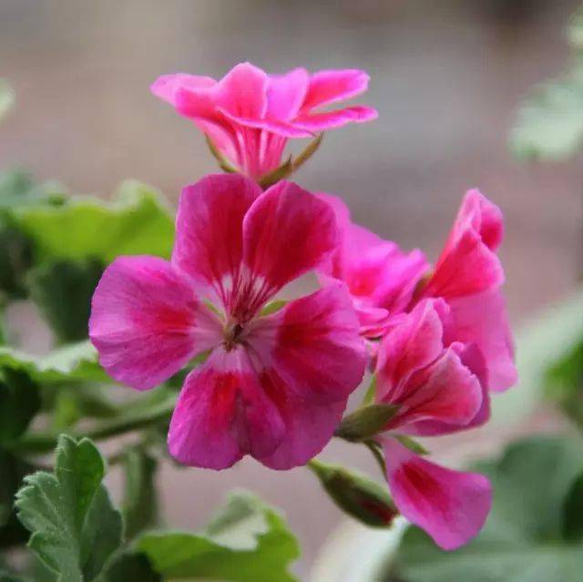 多姿多彩的天竺葵,欣赏~_国花_匈牙利_灌木