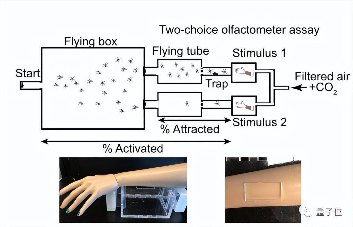 蚊子凭啥只咬你？Cell：都怪皮肤排泄的羧酸太“诱蚊”