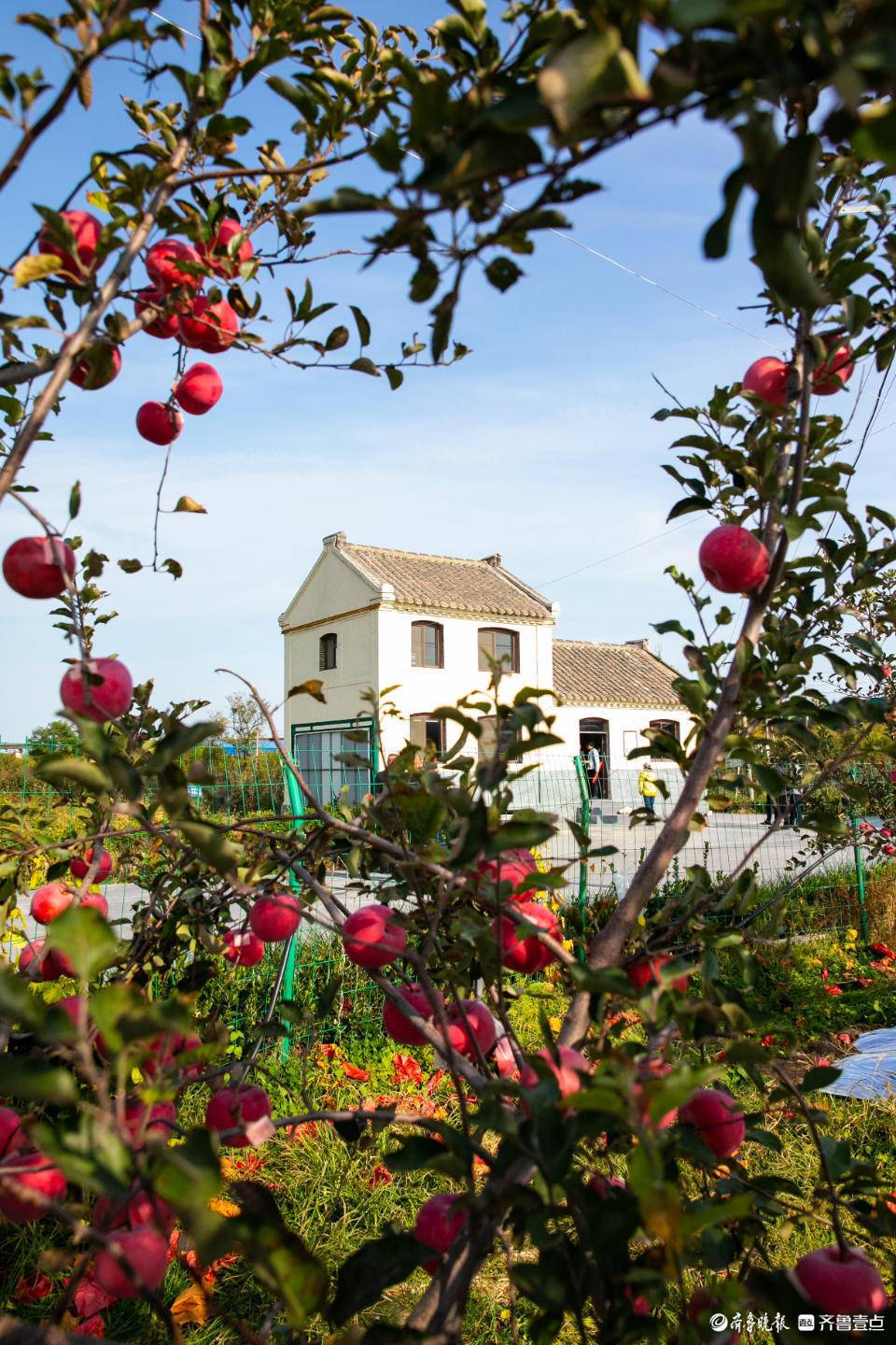 邂逅北纬37°仙果①天天向上的烟台苹果_果园_全国_新品种