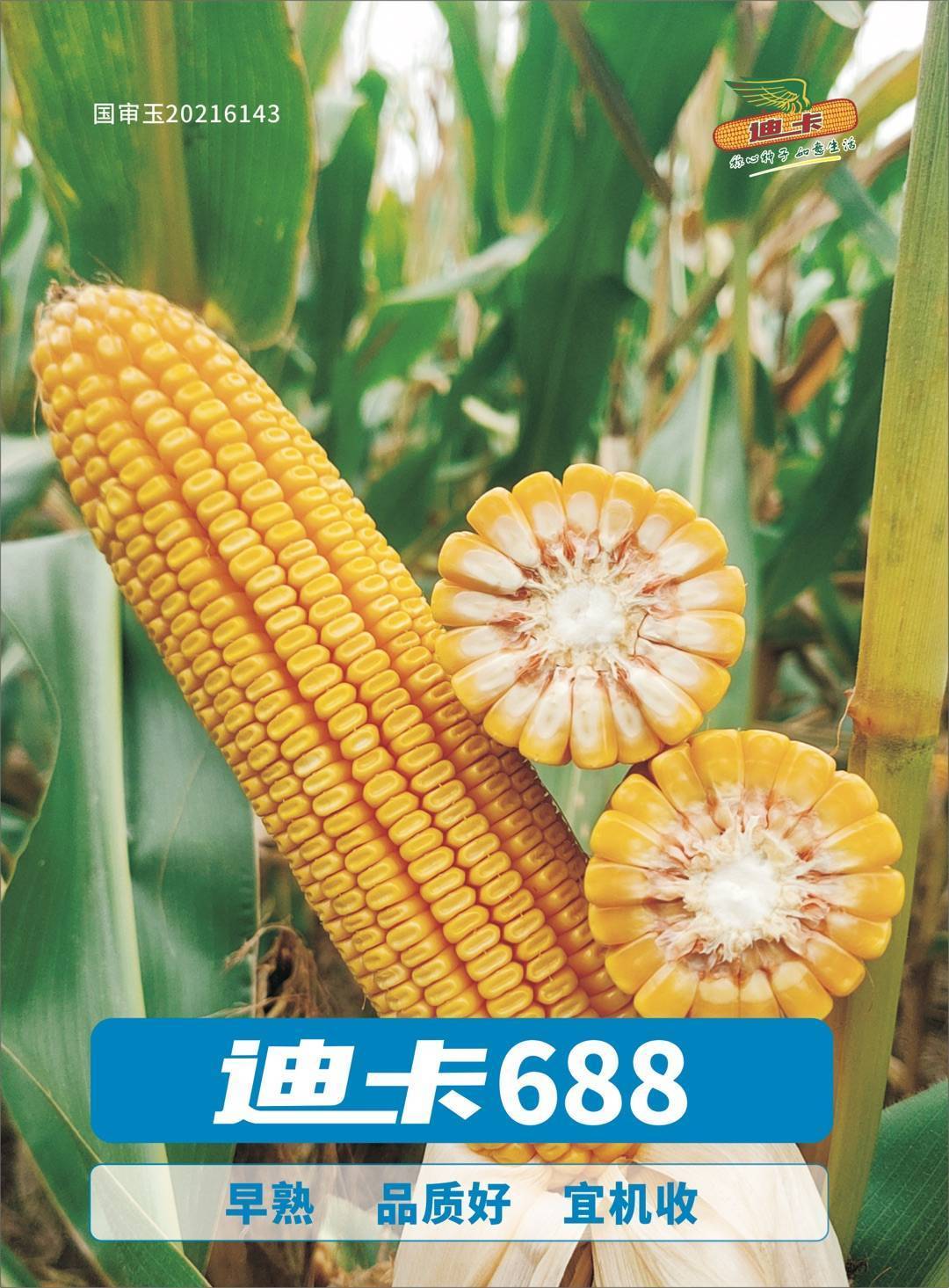 国丰688玉米种子图片