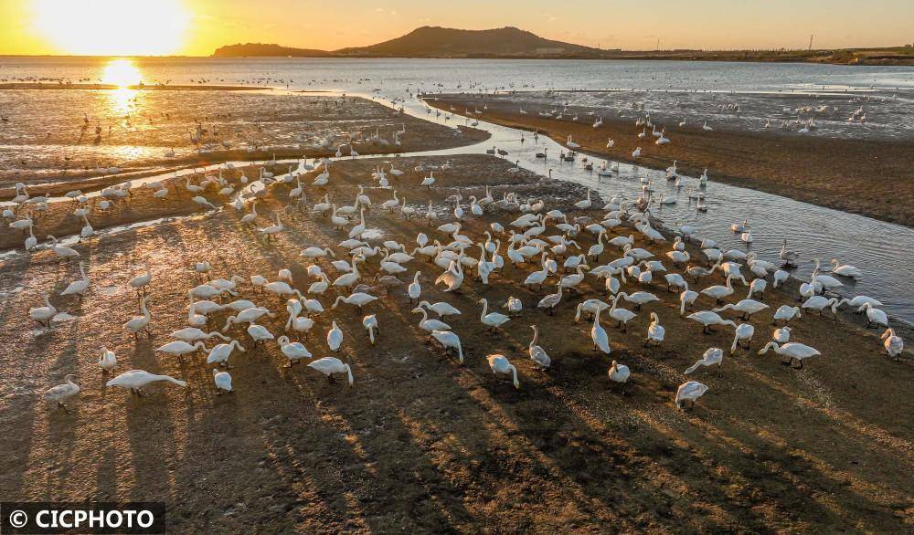 山东荣成:湿地天鹅舞_成山镇_天鹅湖_李信