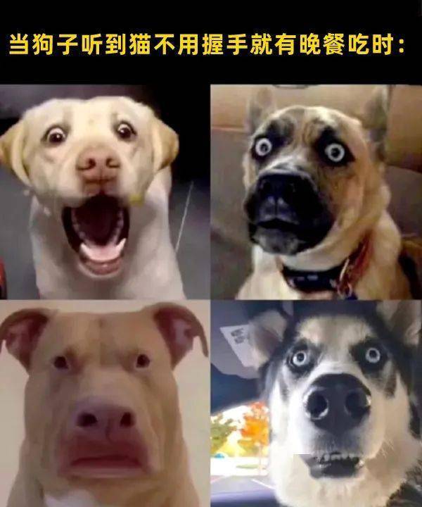 28张猫咪热门梗图，笑到断气哈哈哈哈哈哈_meme_喵君_by
