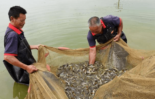 湖北吉之隆生态农业发展有限公司泥鳅怎么养殖才能养活