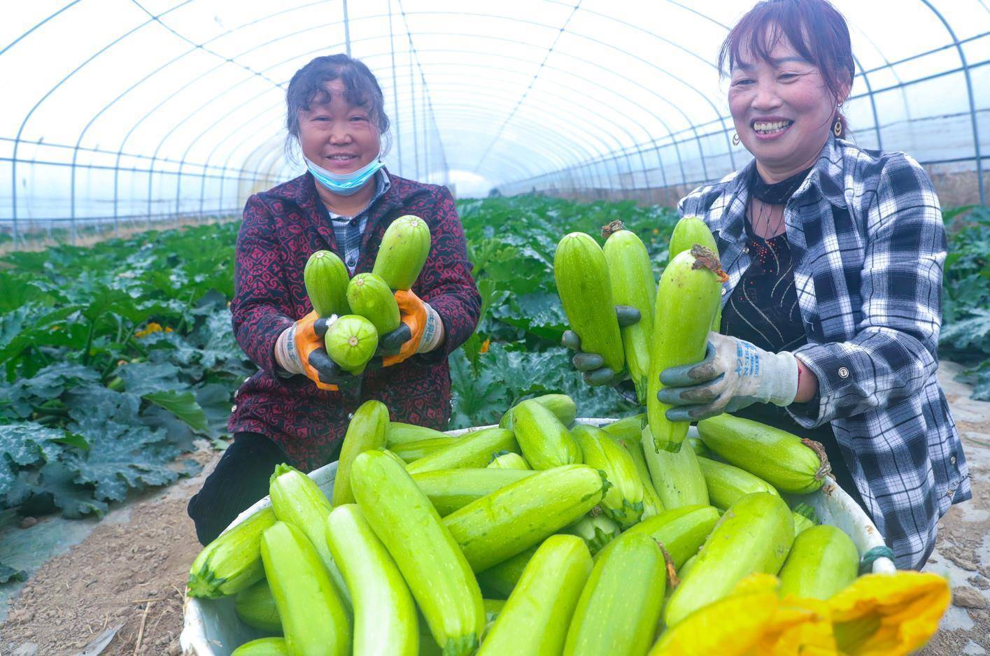 西葫芦图片壁纸图片