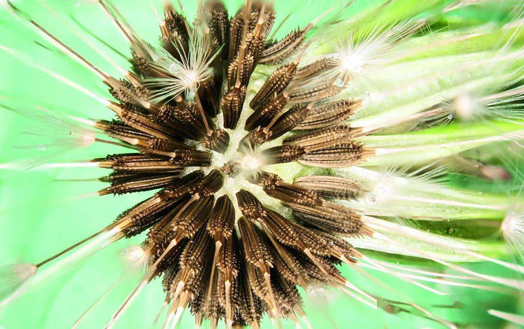 从中草药到橡胶草——蒲公英旅行记(上)_食用_中国_植物