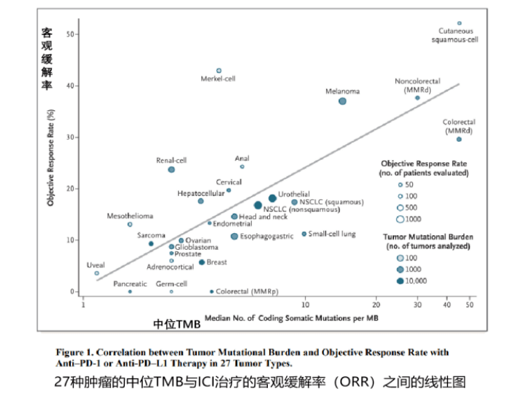 一文汇总 | 肿瘤突变负荷TMB检测常见问题