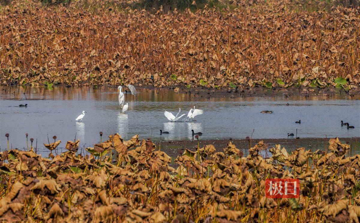 水鸟虾塘中嬉戏有着十余年野生动物调查经验的胡刚表示,牛山湖,豹澥湖