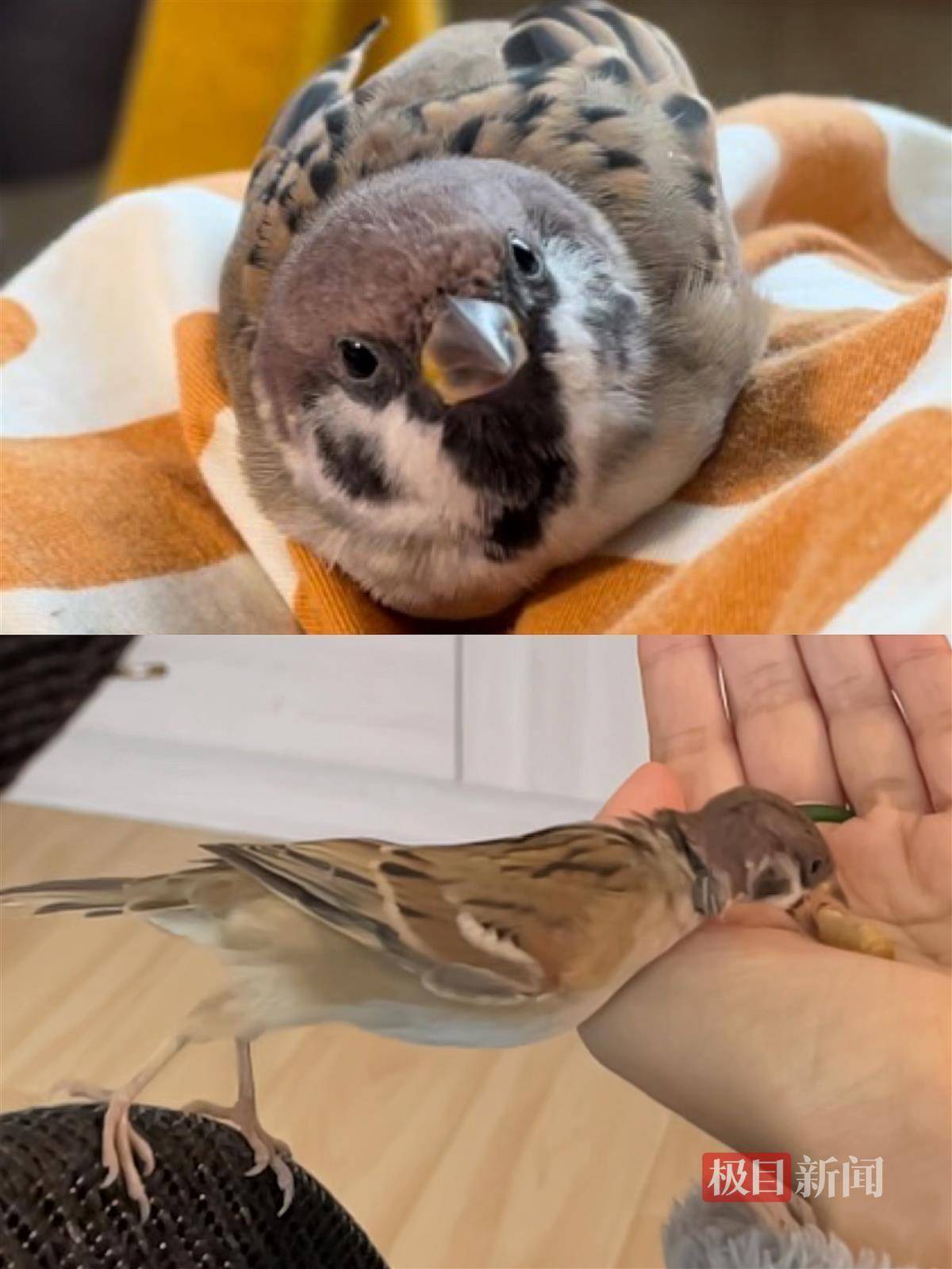 我的"宝贝儿"是麻雀_清水_红豆_小鸟