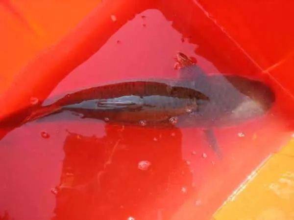 钓法就是鲫鱼底钓法,饵料:鲻鱼喜欢吃香,白色饵,目前用的饵为918,2